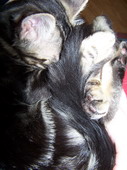 min/animal-001.jpg photo libre de droit