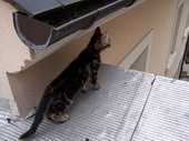 min/animal-002.jpg photo libre de droit