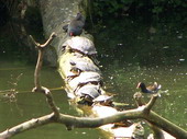min/animal-003.jpg photo libre de droit