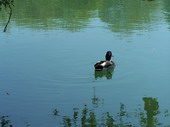 min/animal-004.jpg photo libre de droit
