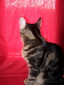 min/animal-006.jpg photo libre de droit