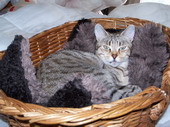 min/animal-011.jpg photo libre de droit