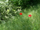 min/nature-014.jpg photo libre de droit